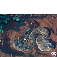 گونه مار افعی شاخدار عربی Desert Horned Viper